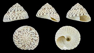 Coelotrochus tiaratus (Tiara Top Snail), shell