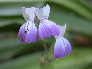 <i>Collinsia multicolor</i> Species of flowering plant