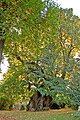 1000-jährige Sommerlinde (Tilia platyphyllos) Collm