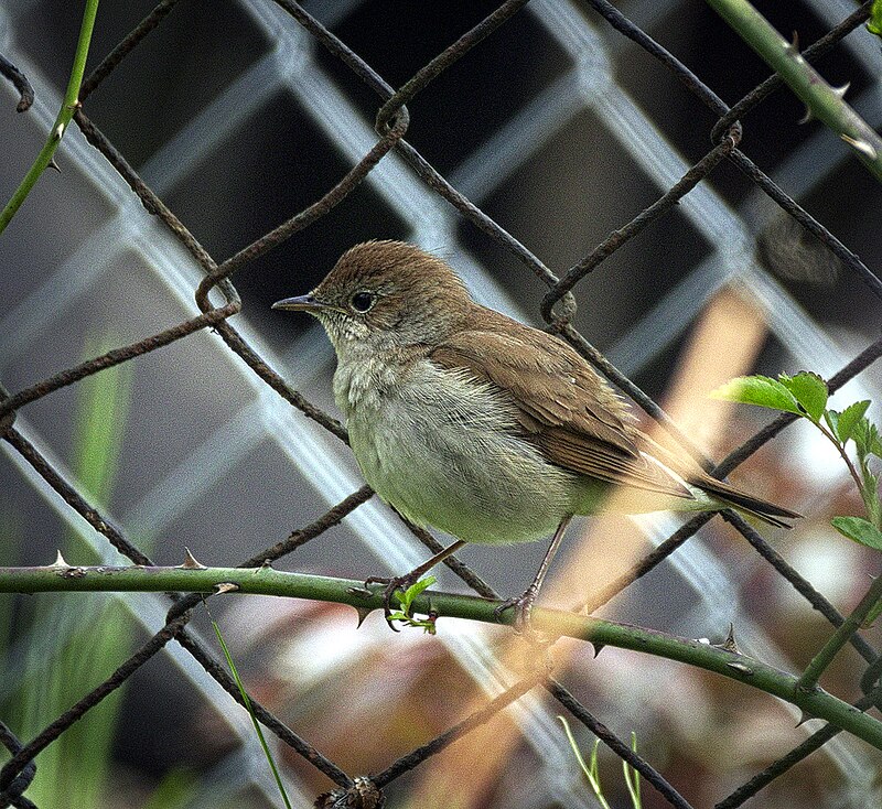 Common nightingale - Wikipedia