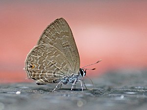 Common ciliate blue IMG 8867.jpg