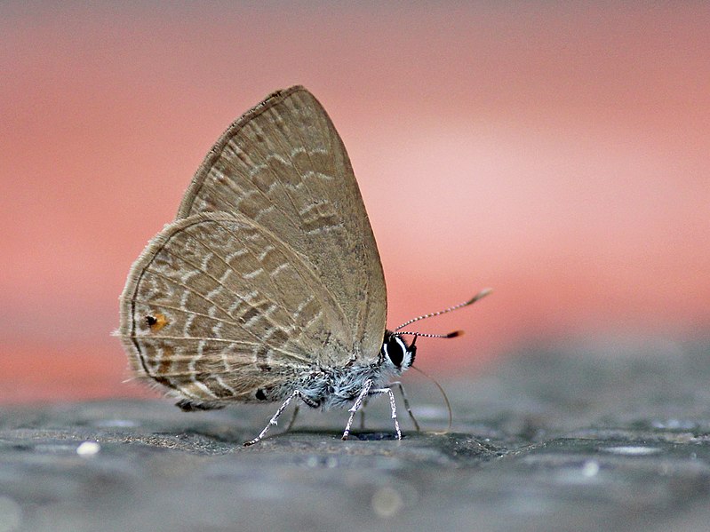 File:Common ciliate blue IMG 8867.jpg