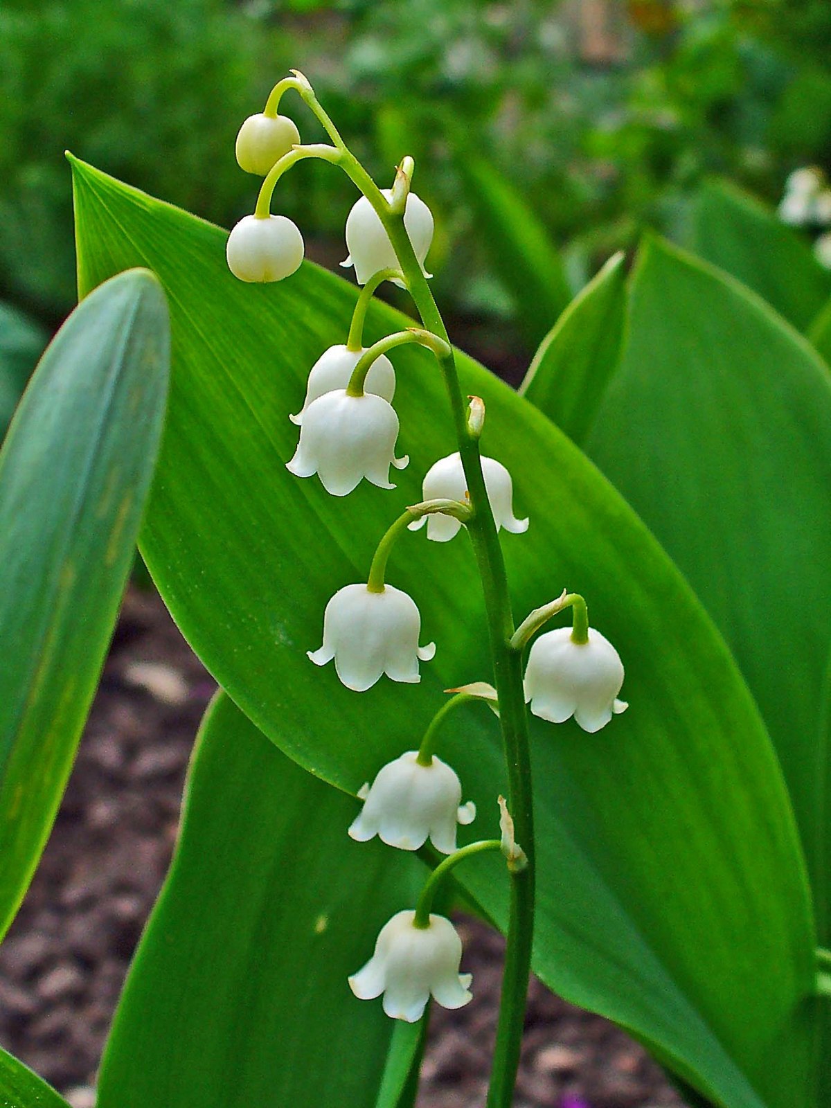 Image result for lily of the valley scientific name