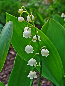 Convallaria majalis 0002.JPG