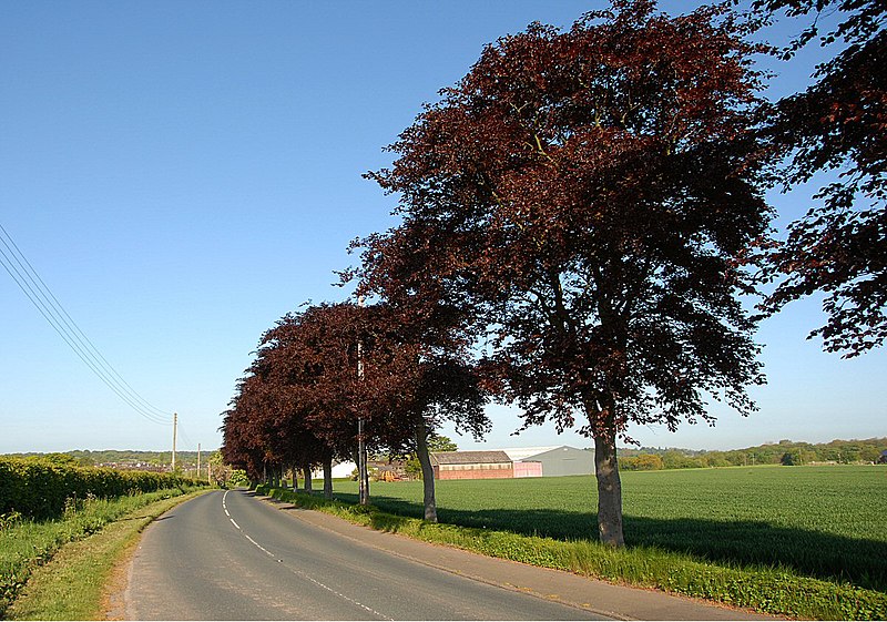 File:Copper Beech Trees on Dick's Lane - geograph.org.uk - 2091034.jpg