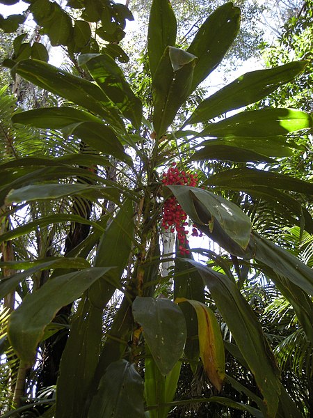 ファイル:Cordyline fruticosa plant with fruit.jpg