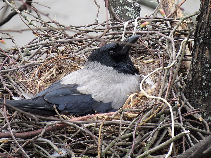 File:Corvus cornix on nest3.JPG