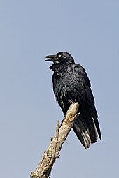 The Western Australian raven (Corvus coronoides, ssp. perplexus) makes a slow, high-pitched ah-ah-aaaah sound. Australian raven territorial call Corvus coronoides -Victoria, Australia-8.jpg