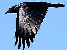 In flight Cape May Point State Park, New Jersey Corvus ossifragus-flying downstroke.jpg