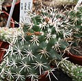 Coryphantha villarensis