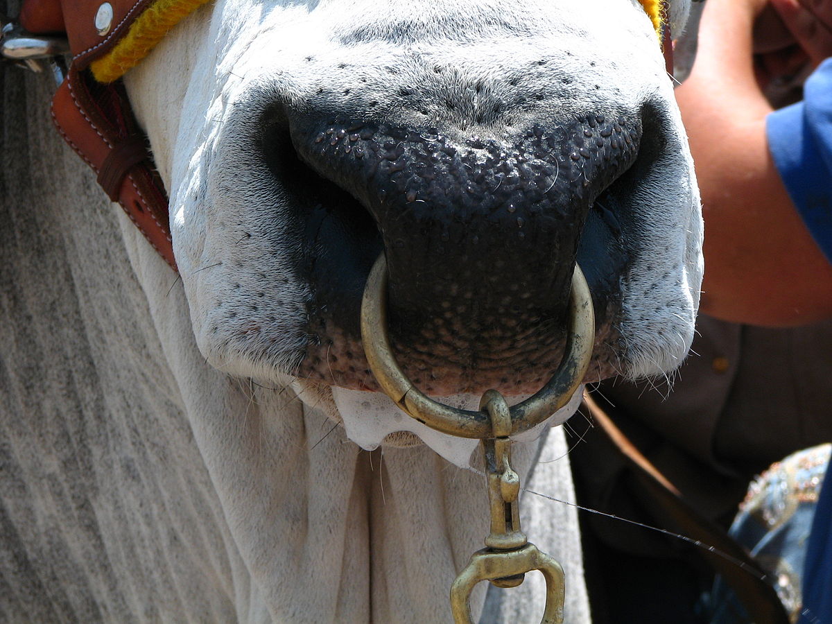 Cows with nose piercing