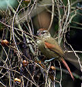 Thumbnail for Pallid spinetail