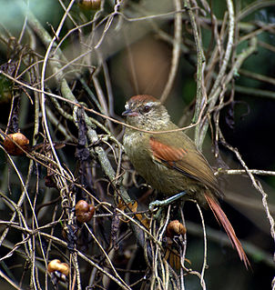 <span class="mw-page-title-main">Pallid spinetail</span> Species of bird