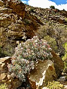 Crassula arborescens ✓