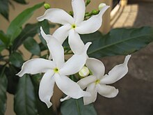 Crepe jasmine, Tabernaemontana divaricata 1.jpg