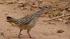 Crested Francolin (Dendroperdix sephaena) (6033072564).jpg