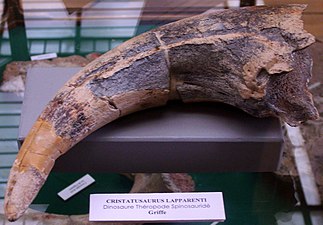 Claw from Cristatusaurus