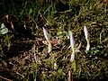 Crocus kotschyanus buds