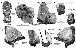 <i>Cruxicheiros</i> Extinct genus of dinosaurs