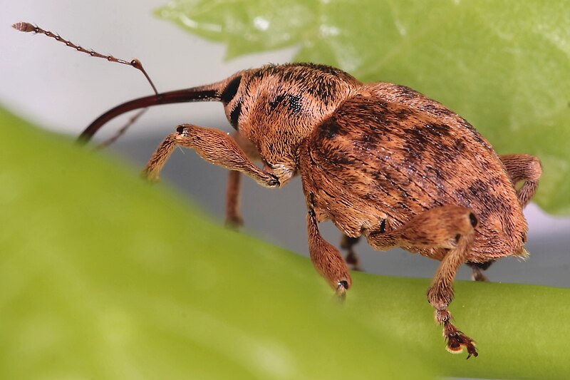 File:Curculio venosus 3904.jpg