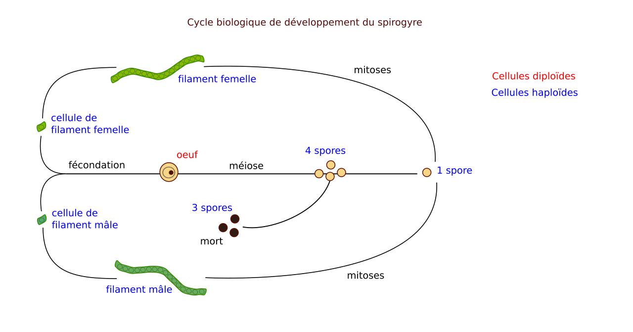 Цикл спирогиры. Цикл развития спирогиры. Жизненный цикл спирогиры схема. Схема цикла спирогиры. Жизненный цикл Spirogyra.