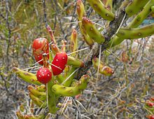 Cylindropuntialeptocaulis1.jpg