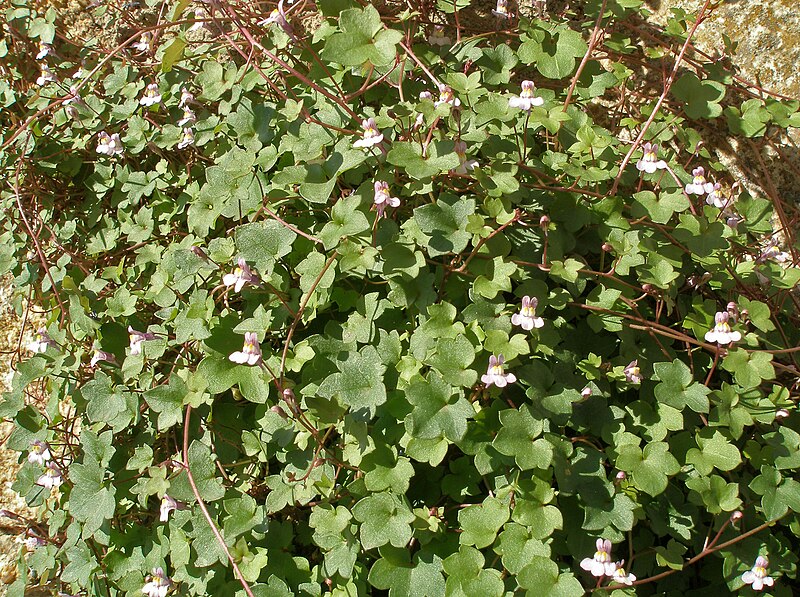 File:Cymbalaria muralis 20081025 1.jpg