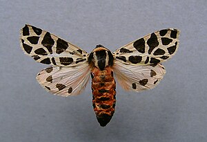 Cymbalophora pudica.female.jpg