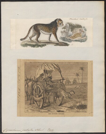 ไฟล์:Cynailurus jubatus - 1700-1880 - Print - Iconographia Zoologica - Special Collections University of Amsterdam - UBA01 IZ22100145.tif