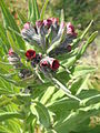 Cynoglossum officinale