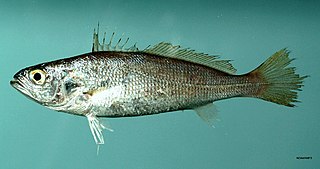 <i>Cynoscion regalis</i> Species of fish