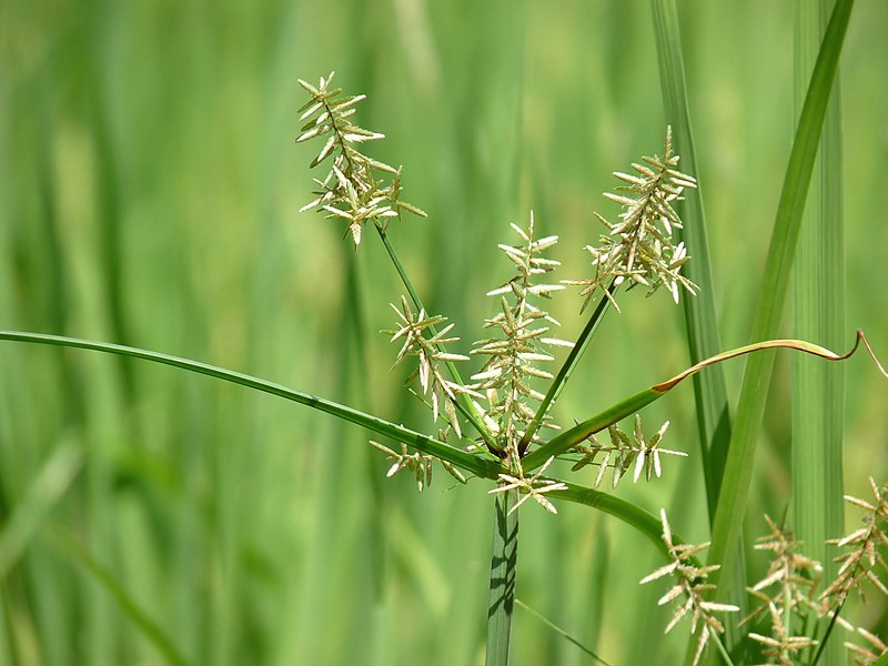 File:Cyperus rotundus in Kadavoor.jpg