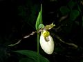 Cypripedium × columbianum