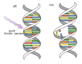 DNA UV mutation-mr.svg