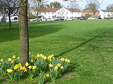 Daffodils on Giggs Hill Green Daffodils on Giggs Hill Green (geograph 3893386).jpg