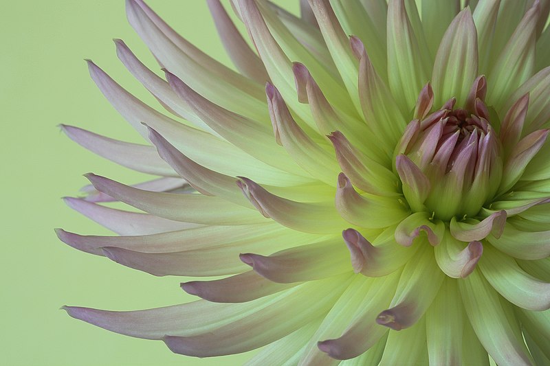 File:Dahlia (30597881882).jpg