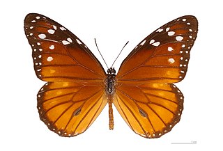 <i>Danaus eresimus</i> species of insect