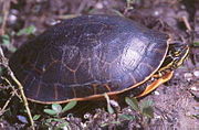 Deirochelys reticularia.jpg 