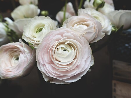 ไฟล์:Delicate camellia flowers (Unsplash).jpg
