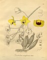 Dendrobium chrysotoxum (as syn. Dendrobium suavissimum) plate 202 in: H. G. Reichenbach: Xenia orchidacea - vol. 3 (1900)
