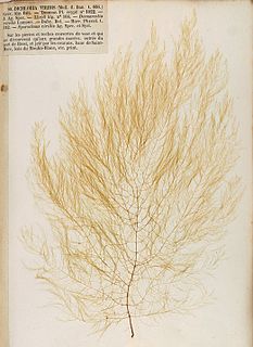 <i>Desmarestia</i> Genus of brown algae