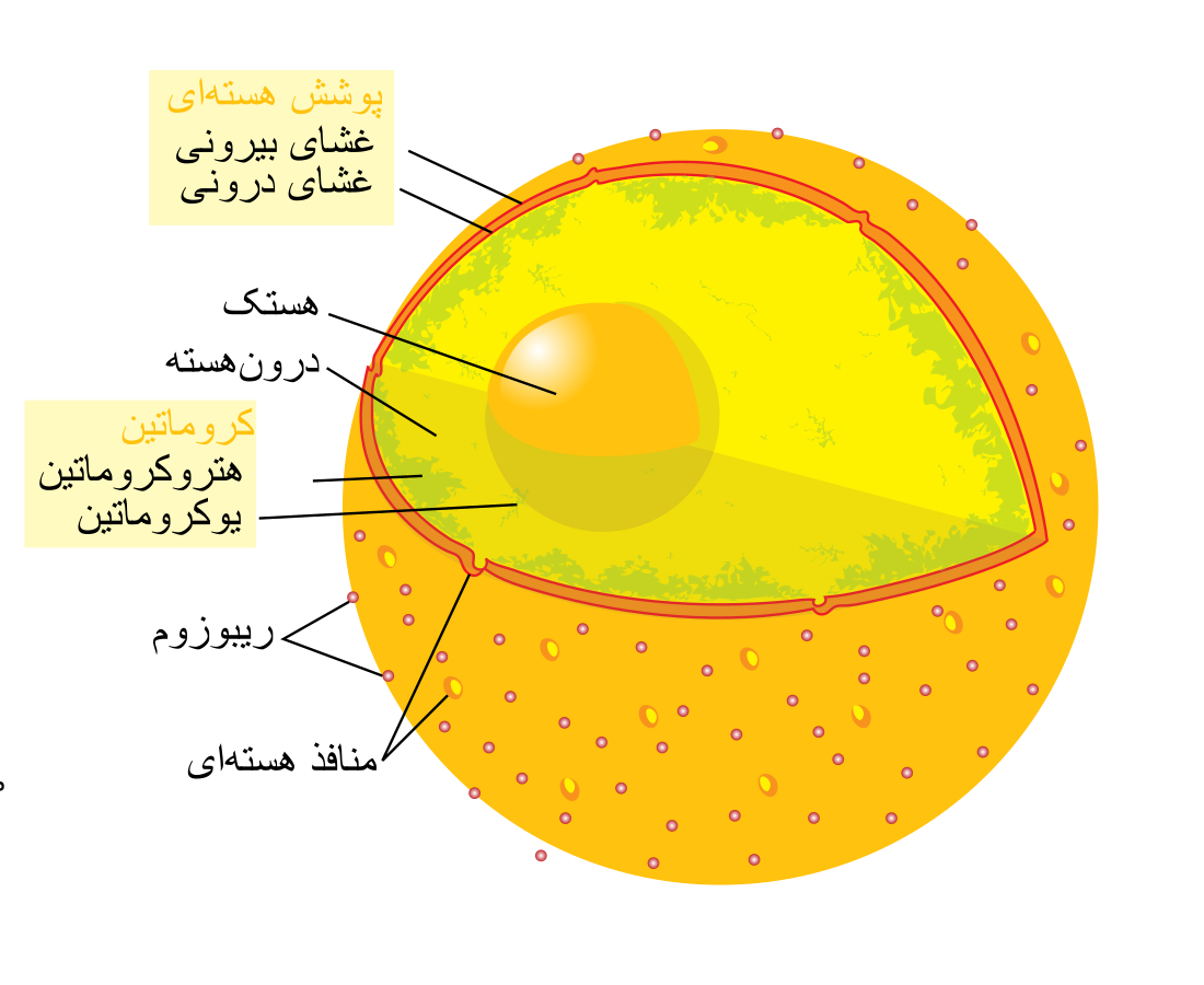 منفذ هسته‌ای