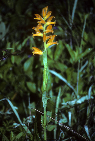 <i>Dichromanthus aurantiacus</i> Species of plant