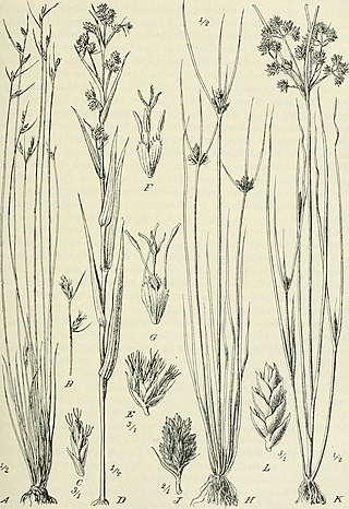 <i>Bulbostylis hispidula</i> Species of plant