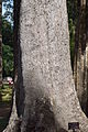 Dipterocarpus alatus – Tournasol7