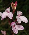 Disa tripetaloides South Africa Western Cape