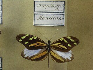 <i>Dismorphia amphione</i> Species of butterfly