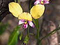 Diuris pulchella