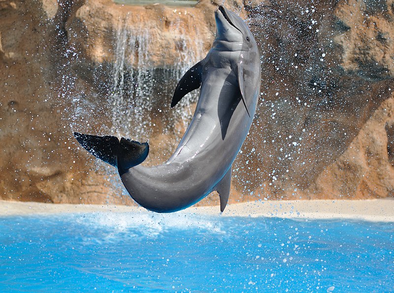 File:Dolphin salto qtl1.jpg