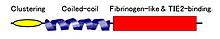 Angiopoietin protein structure. It consists of the N-terminus super cluster domain, the linker region, the central coiled domain, and the binding site at the C terminus. Domain structure of angiopoietin.JPG